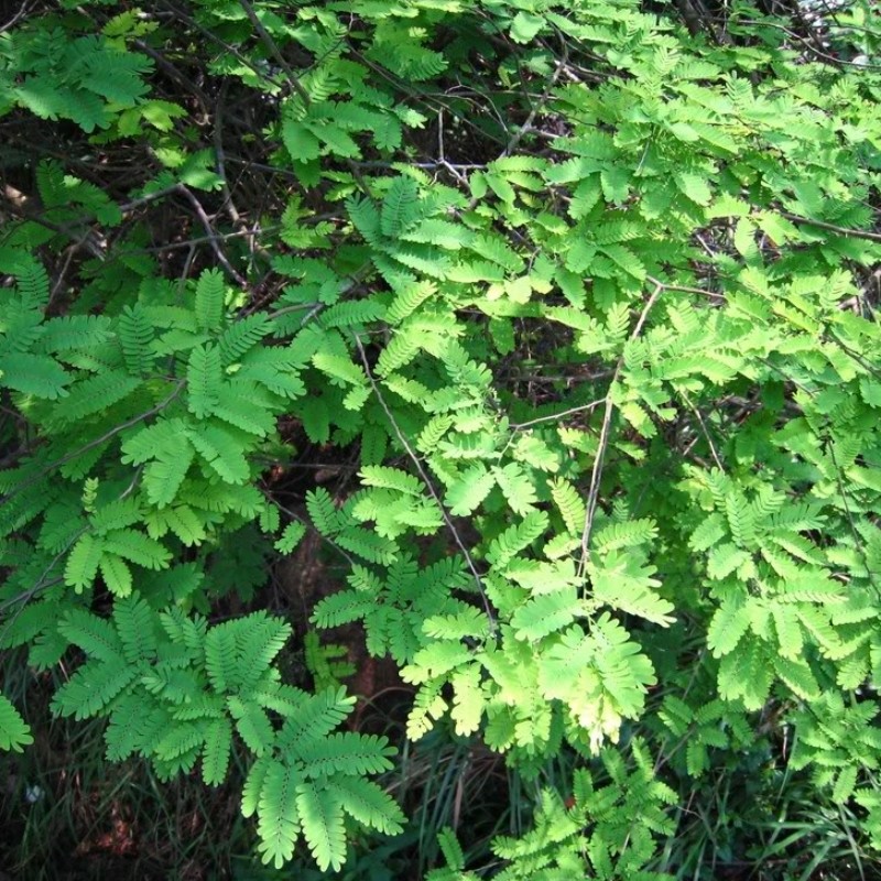 藤黄黄檀红香藤藤鸡腿降香小叶降真大型盆栽绿植