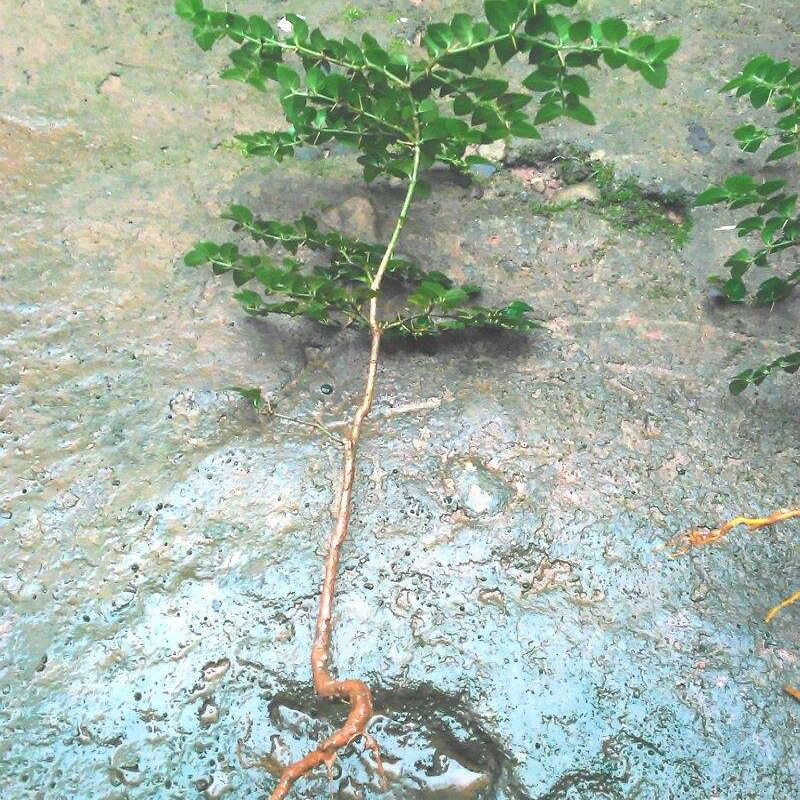 小叶虎刺寿星草寿庭木雀不绣花针黄脚鸡天针老鼠绿植