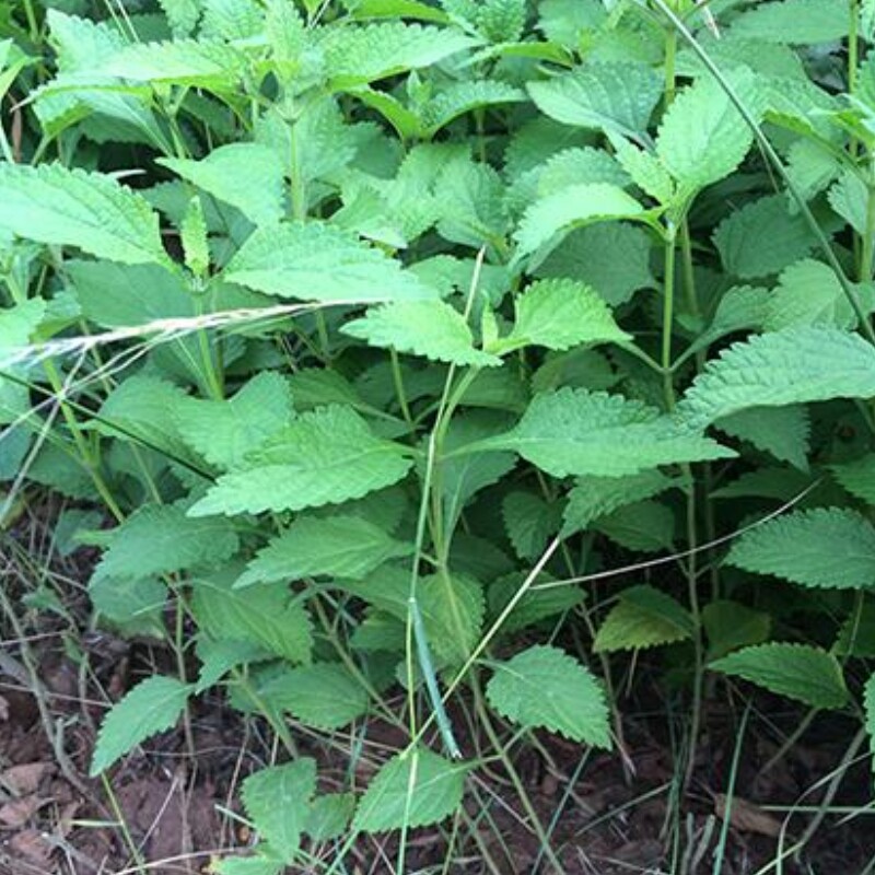 溪黄香茶溪沟山羊铁钉钉头疙瘩土黄黄连中草药绿植