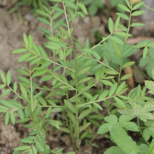 甘草植株图片