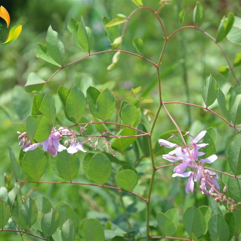 花木子白草药庭藤朝鲜山花扫帚绿豆山绿木蓝绿植