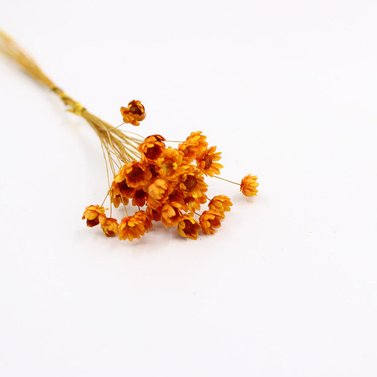 巴西小星花干花花束雏菊拍照道具艺术花diy滴胶果冻口红干花包邮