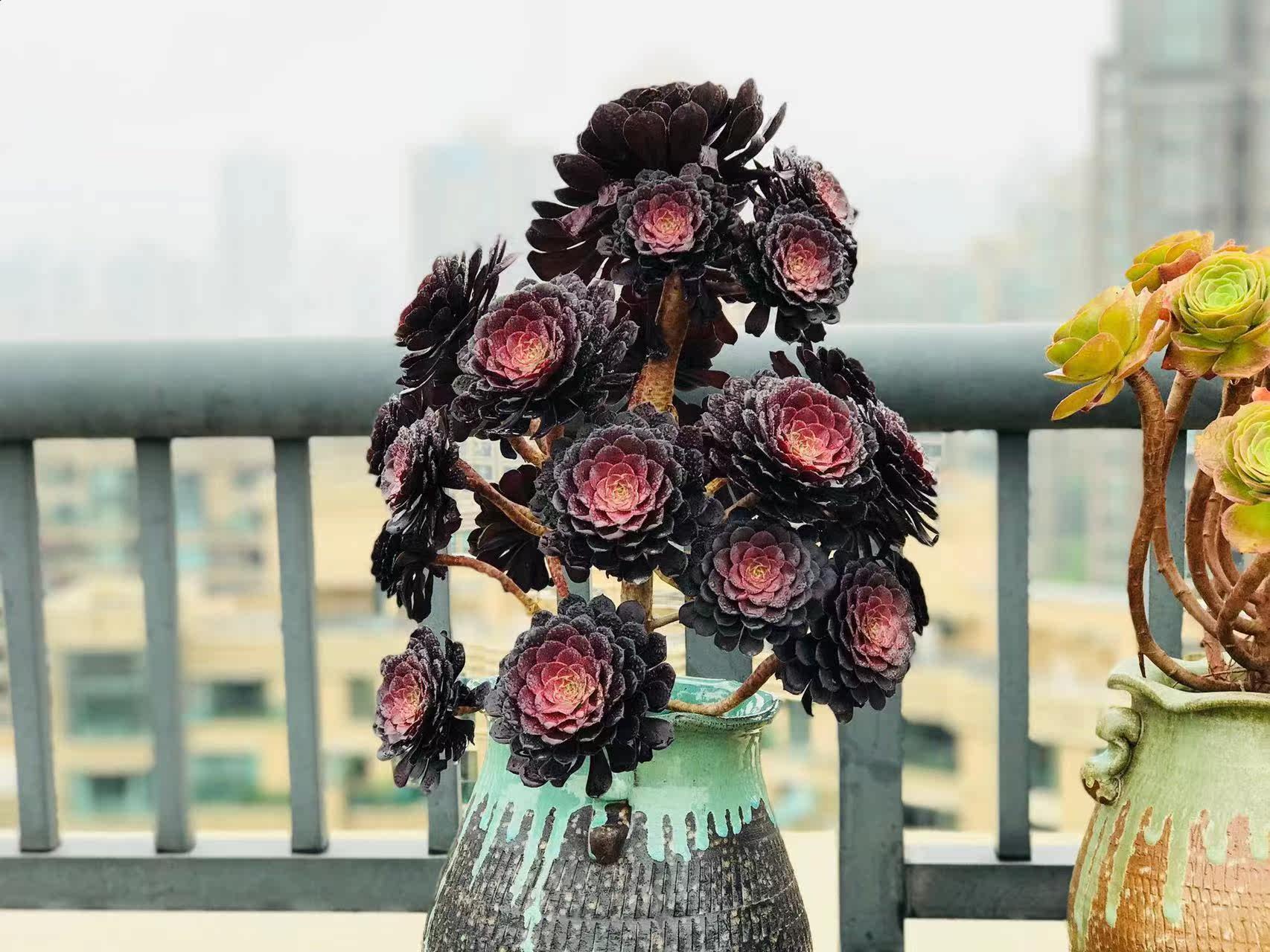 依恋多肉园高端法师精品女巫青花瓷万白锦欧佳佳丽多肉植物