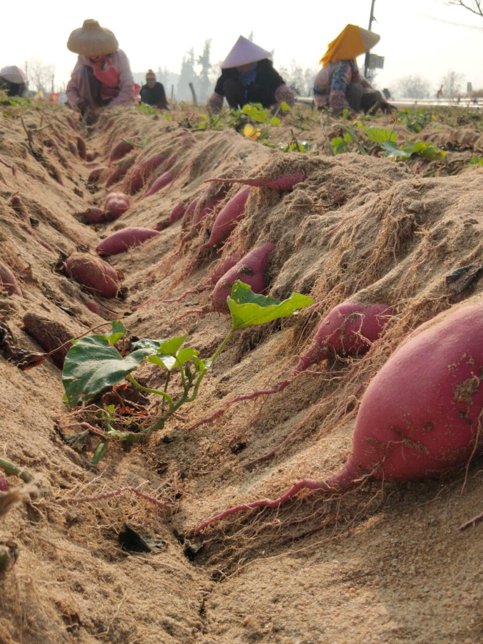 海南富硒桥头地瓜鸣门金时番薯5斤包邮番薯