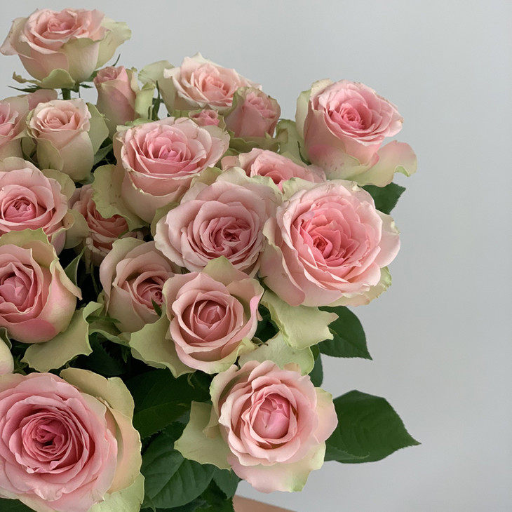 迷恋玫瑰鲜花鲜切20枝云南直邮bc鲜花速递同城