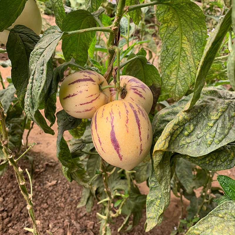 人参当季孕妇云南水果大水黄肉沙漠新鲜民勤人参果