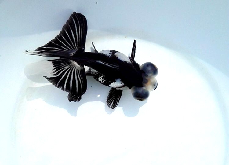 金鱼活体观赏鱼熊猫蝶尾精品风水淡水国粹水族鱼