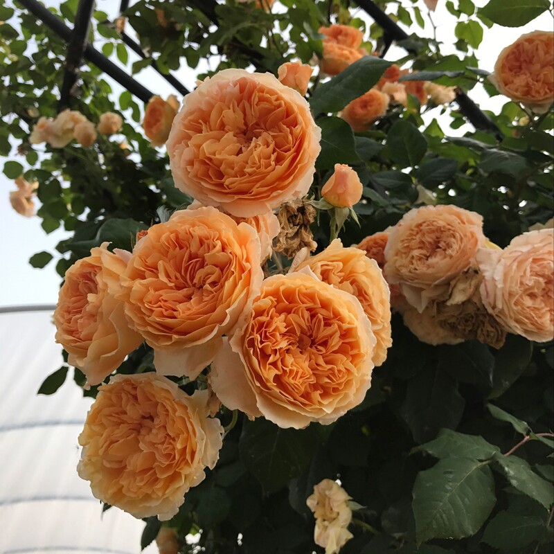 藤本月季大苗玛格丽特王妃黄色浓香四季开花栅栏庭院时令草本花卉