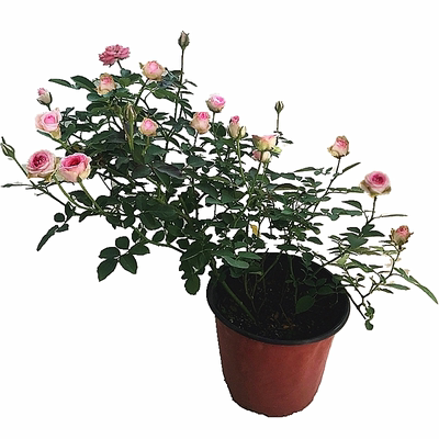 开山小草灌木阳台微型月季伊甸园四季多头开花不断适合盆栽时令草本