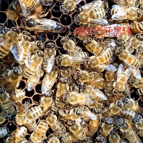 意蜂王蜂种王黑蜂种王东北黑蜂王人工受精保活到手现货供应包邮意