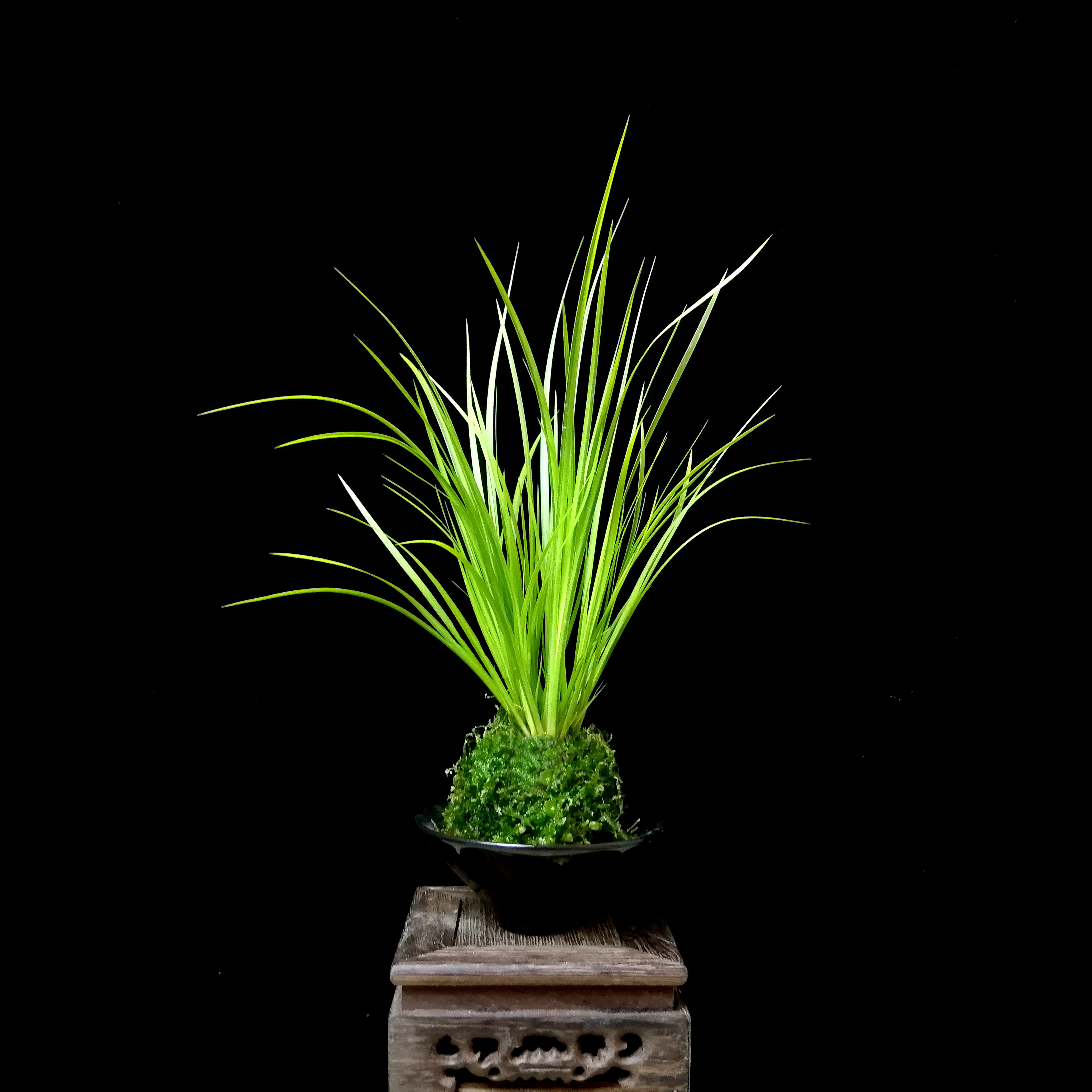 金钱菖蒲虎须黄金姬天鹅绒贵船苔极姬室内附石水培微型小盆栽绿植