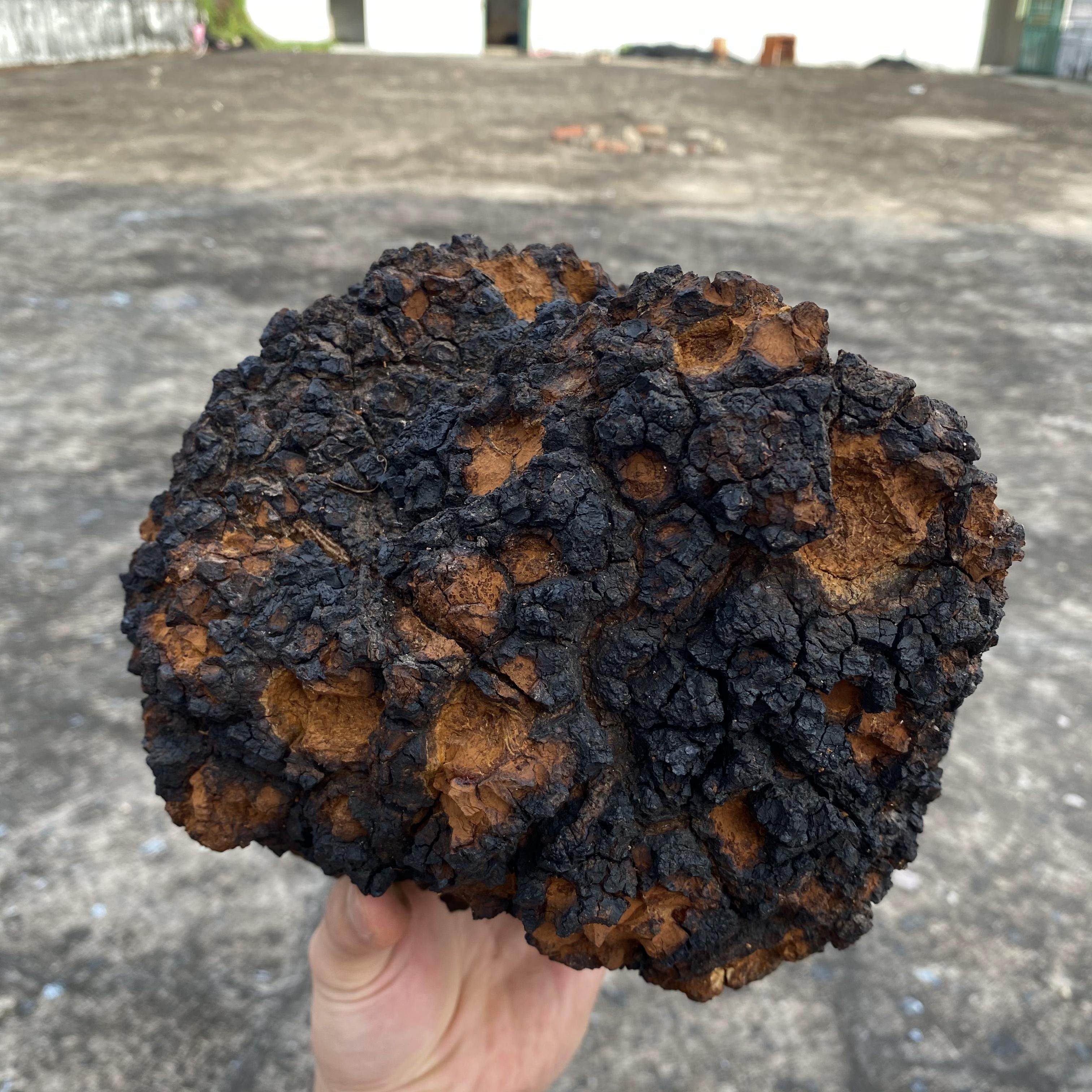 桦树俄罗斯进口野生白桦茸桦褐孔精品整块525斤其他药食同源食品