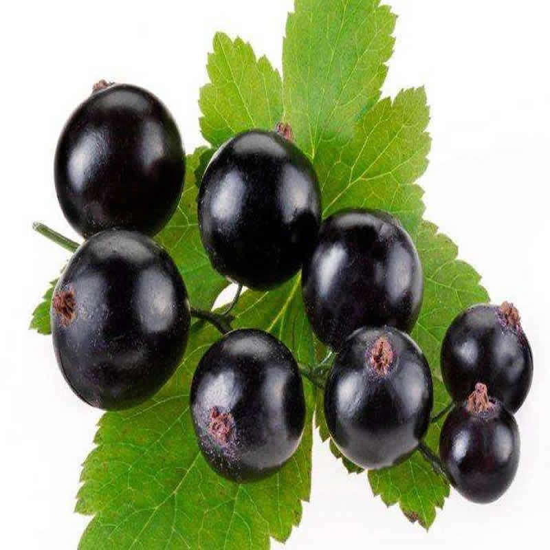 黑加仑果树树苗紫莓庭院盆栽阳台南北方种植当年果树