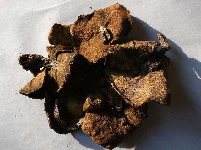 山东特产松菇野生松蘑蘑菇山蛾子沂蒙山食用菌团子香菇类