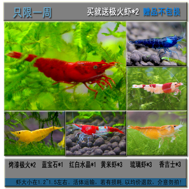 Ornamental shrimp package dining lotion, deraister, shrimp, fire, yellow rice, pet shrimp, freshwater shrimp, cherry blossom, shrimp Ornamental shrimp package dining lotion, deraister, shrimp, fire, yellow rice, pet shrimp, freshwater shrimp, cherry blossom, shrimp