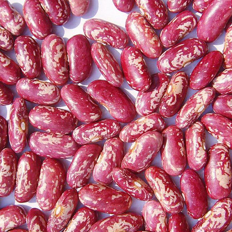 新豆农家自产大饭豆花腰豆红花东北芸豆煮粥其它