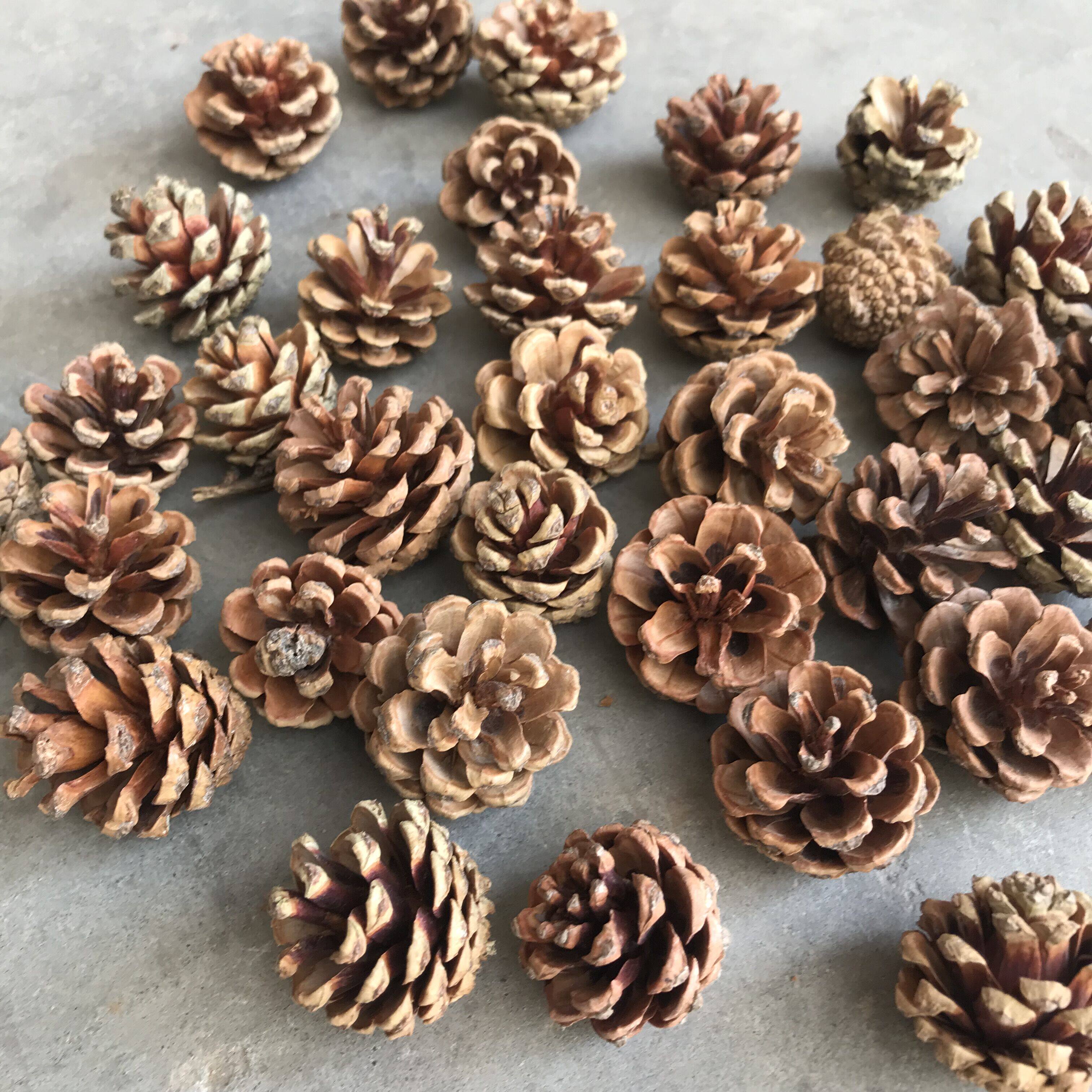 松果30个小松油松天然松塔工艺摆件道具拍照干花