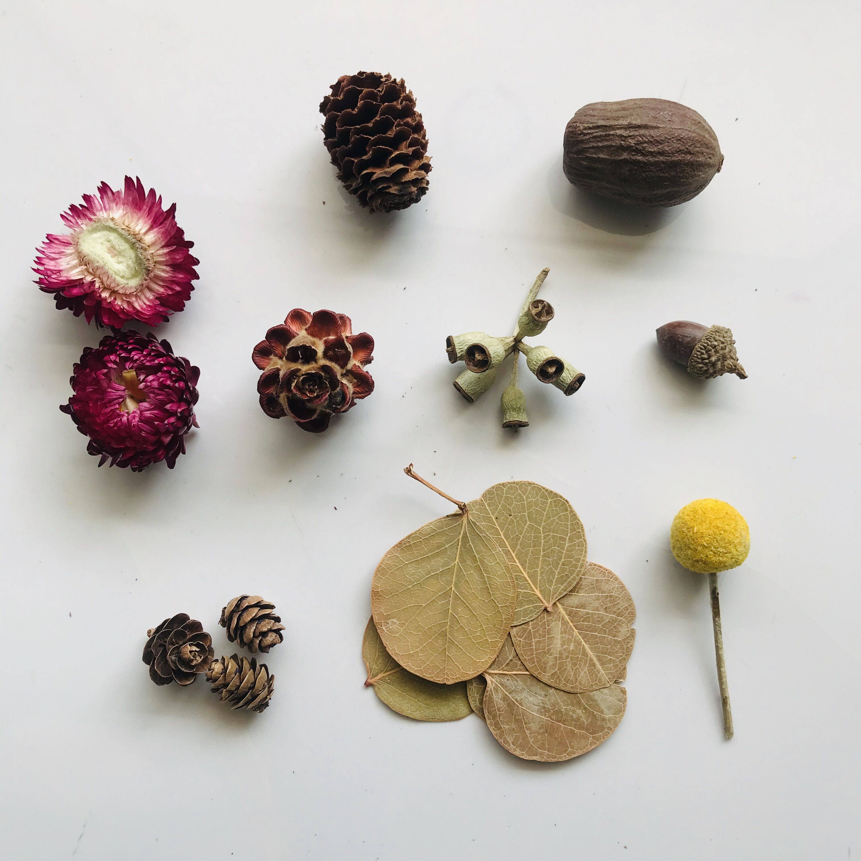 进口干花永生花原创设计树叶干果尤加利黄杨叶黄干花