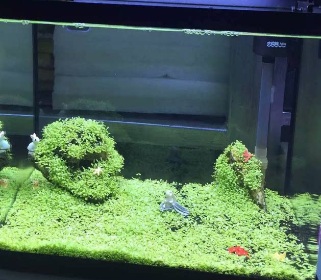 鳌虾鱼缸水族造景底砂石头装饰装饰布布景套餐造景