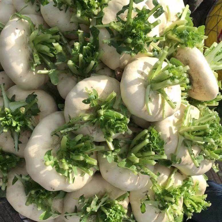 温州特产农家自种5斤新鲜蔬菜盘菜头鲜嫩食用甜菜头