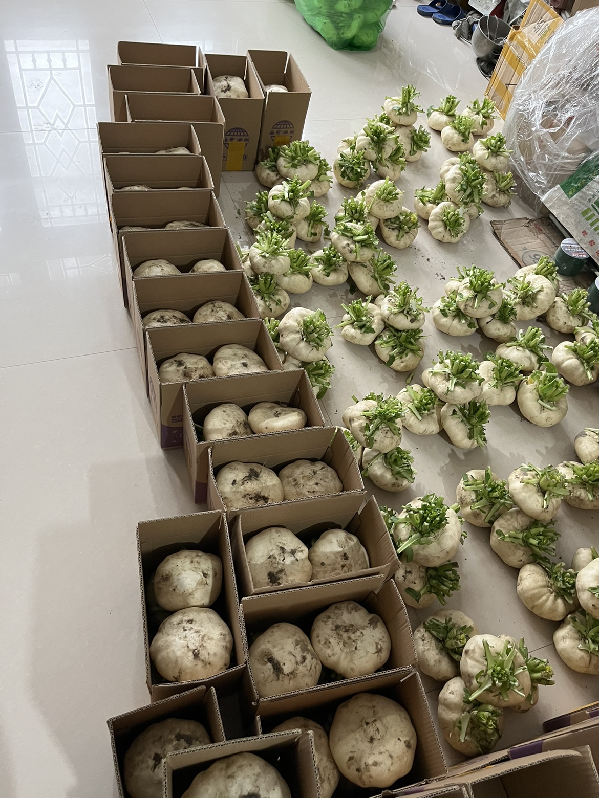 萝卜温州特产农家新鲜盘菜头大头菜盘菜5斤装多省其它