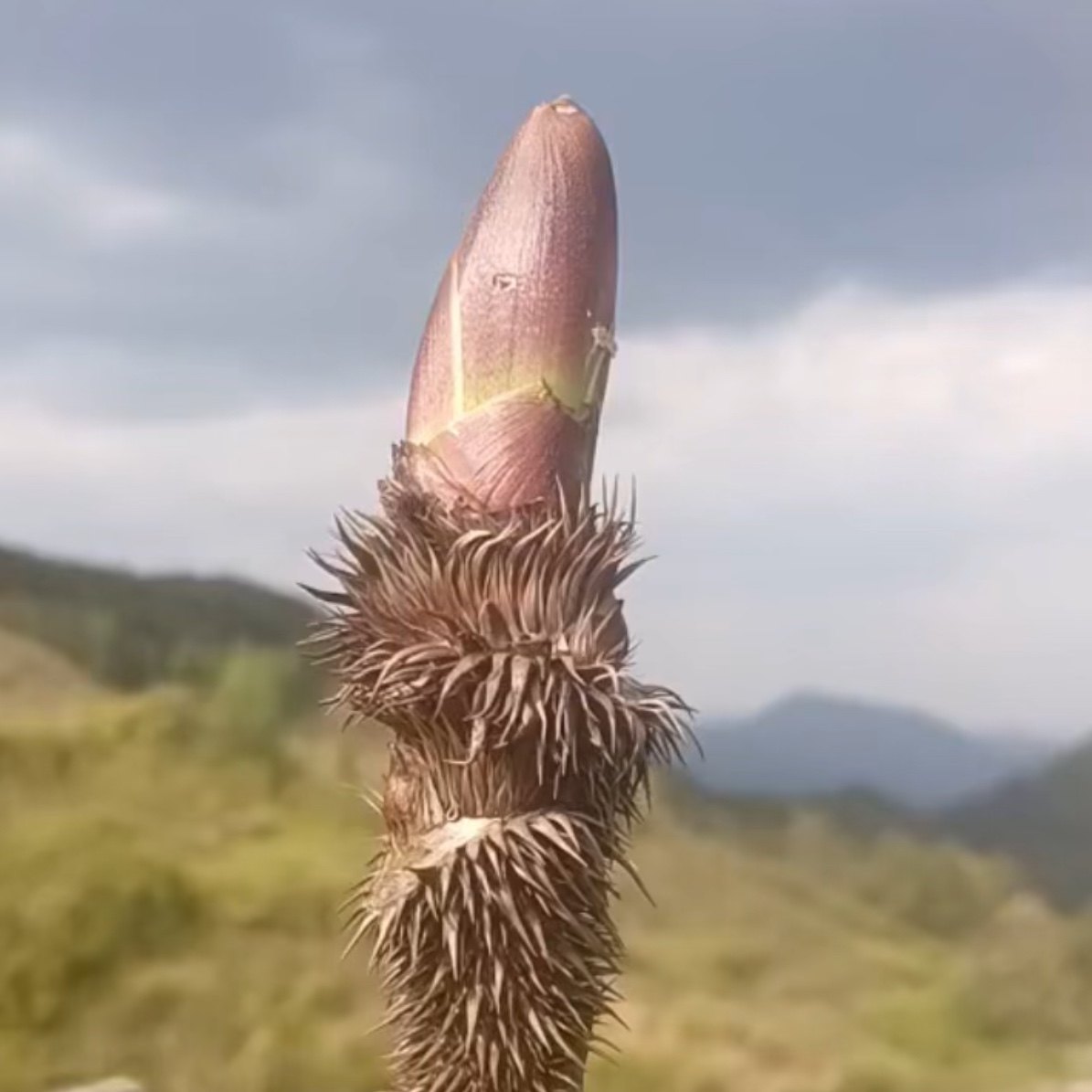 头菜刺老现货刺椿头新鲜苞刺嫩芽野生芽树乌龙其它