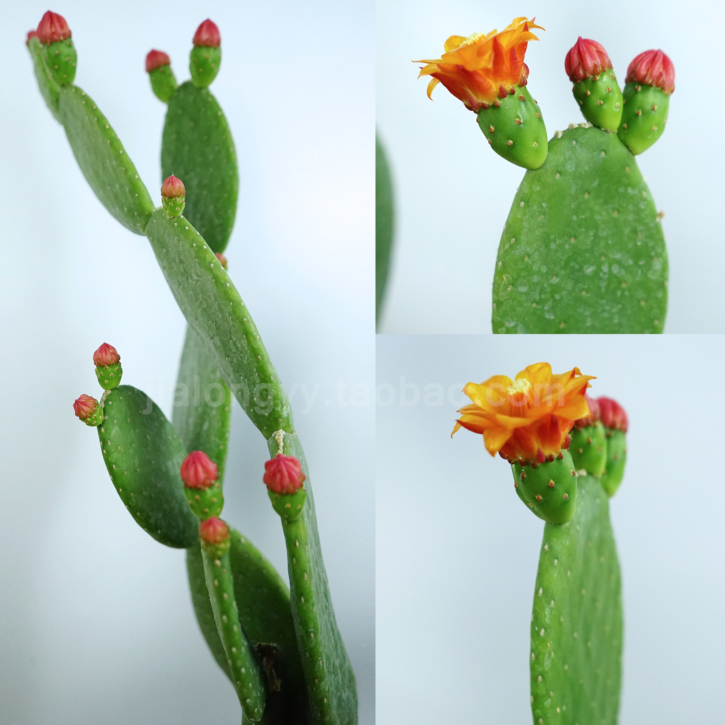 盆栽仙人掌智利团扇红花花卉一点红植物大盆可挑多肉植物