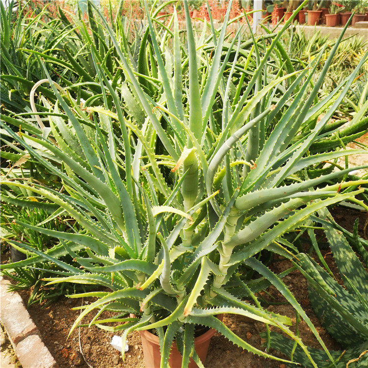 盆栽植物芦荟木立芦荟花卉大型名宿沙漠仙人掌绿植多肉植物