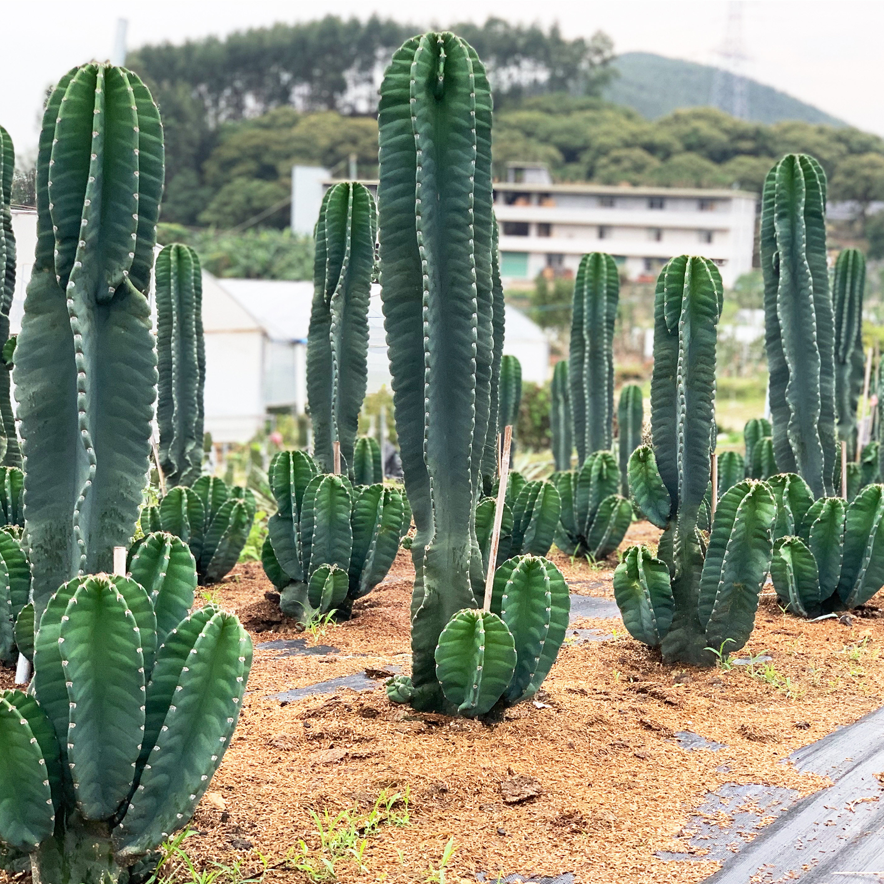 螺旋秘鲁苹果龙卷风天轮多头仙人量天尺造景沙漠多肉植物