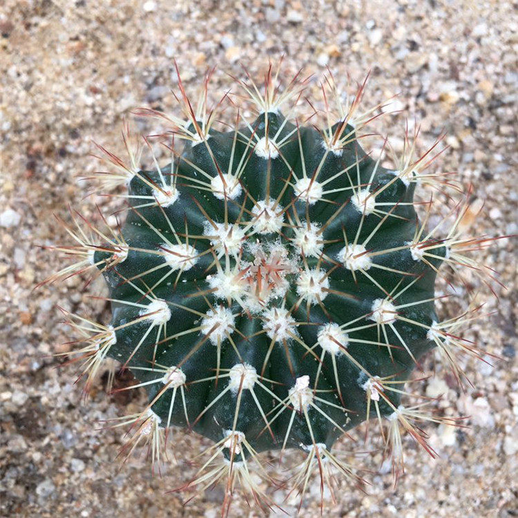 进入店铺上千种仙人球与多肉植物去购买0638元发货地:福建 漳州06