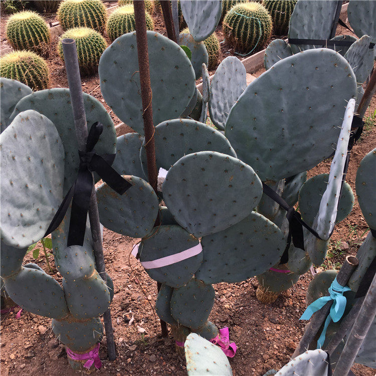 大盆实生播种圆镜仙人掌室内观赏兔儿形状沙漠多肉植物