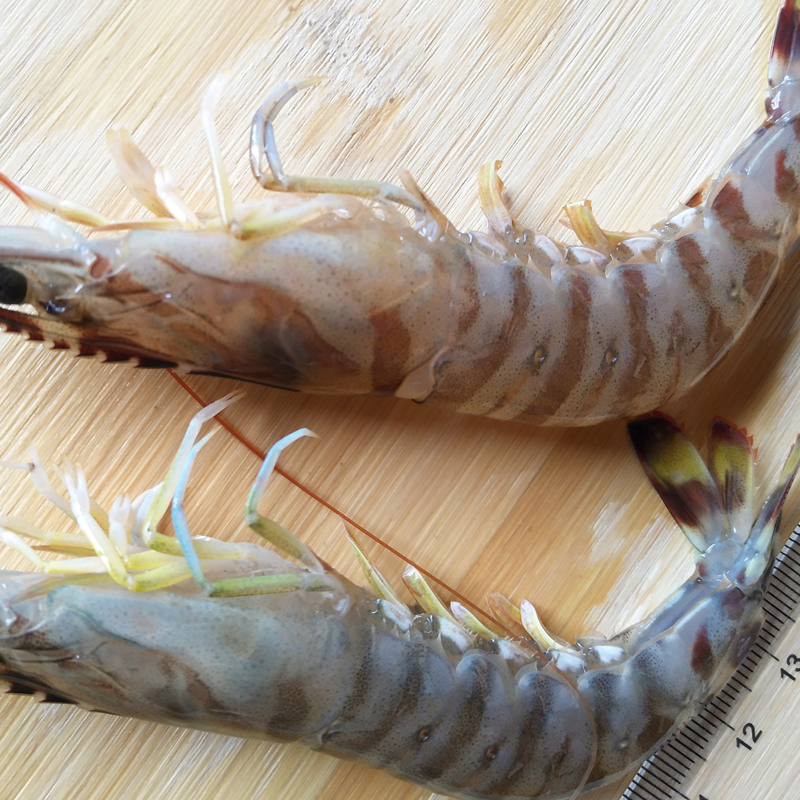 吕四野生基围虾海虾鲜货鸡尾虾大明虾斑节虾竹节虾