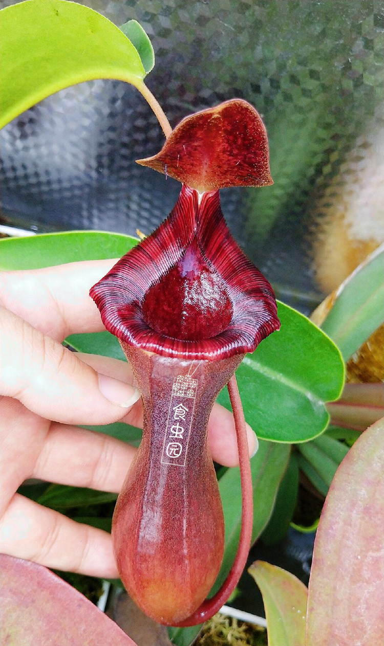 食虫植物黑精灵猪笼草劳氏交红葫芦lv红唇猪特价包邮