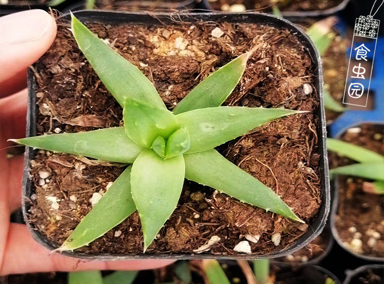 螺旋女王芦荟多肉植物趣味绿植盆栽幼苗包邮绿植