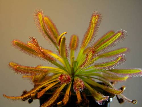 种好发货宽叶好望角茅膏菜食虫植物食虫草会卷虫子的茅膏菜