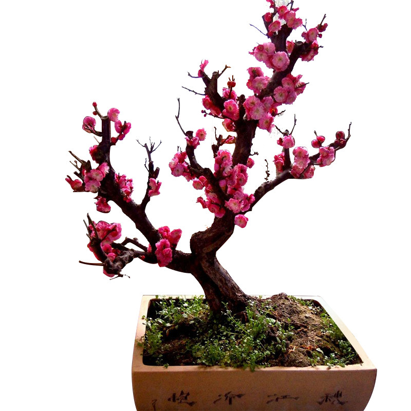 原生红梅梅花盆栽老桩腊梅盆景庭院树苗室内花卉