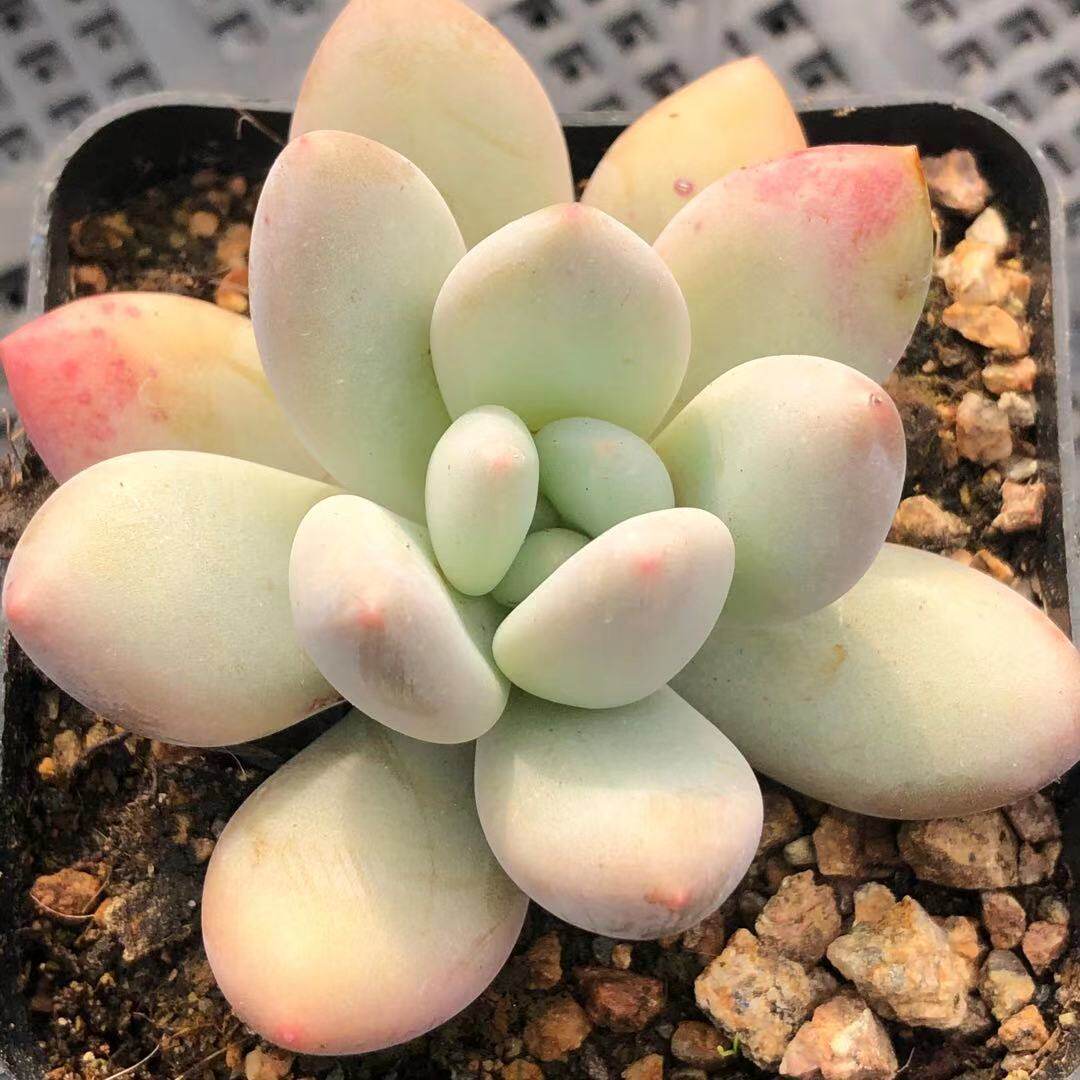 新香水香水多肉一物一拍精品韩系多植物货盆栽花多肉植物