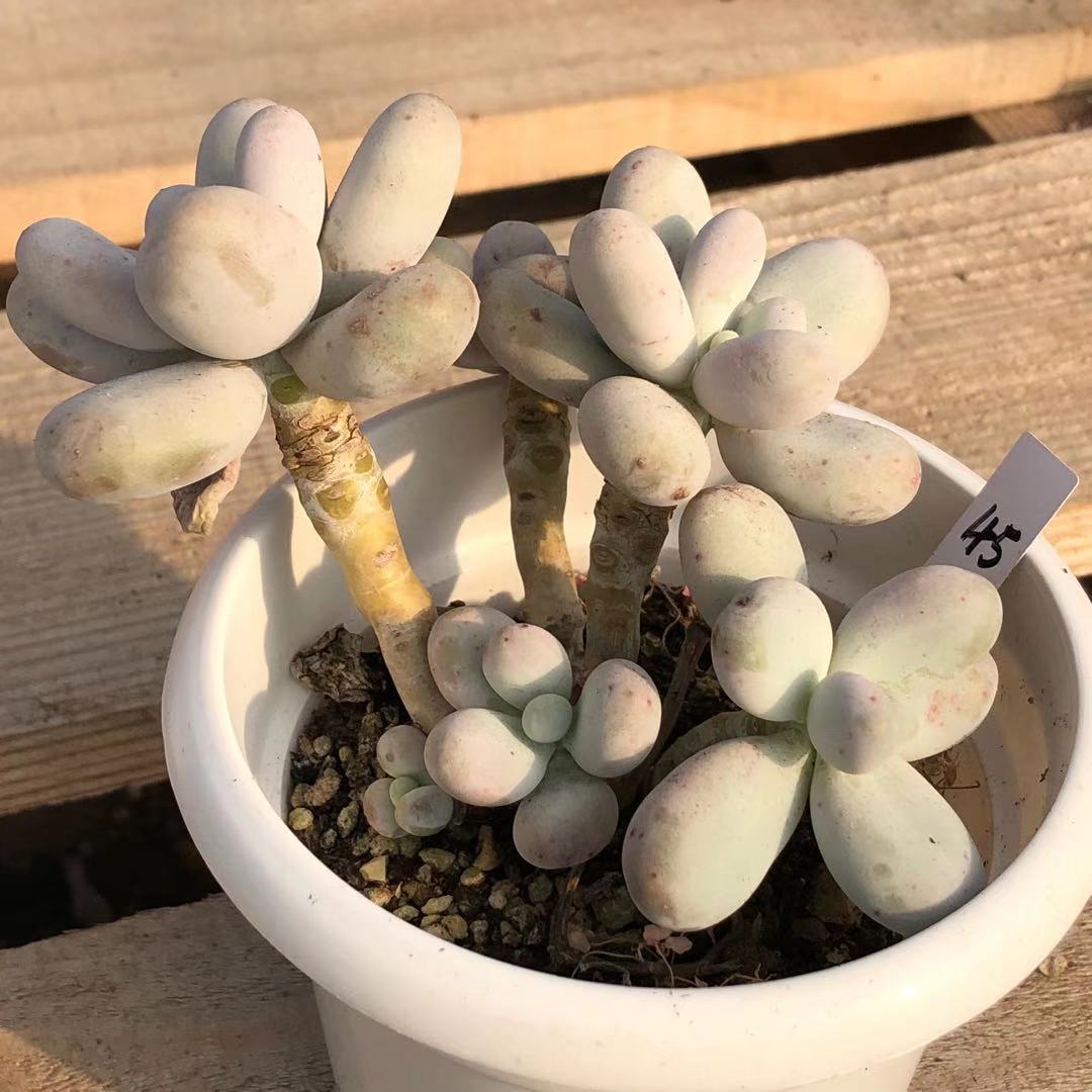 奶酪原始蛋黄多肉植物老桩一物一拍群生水光多肉植物