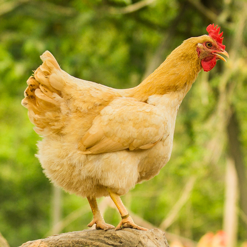 广西鸡整只新鲜冷冻走地母鸡养老农家金大叔皇鸡整鸡