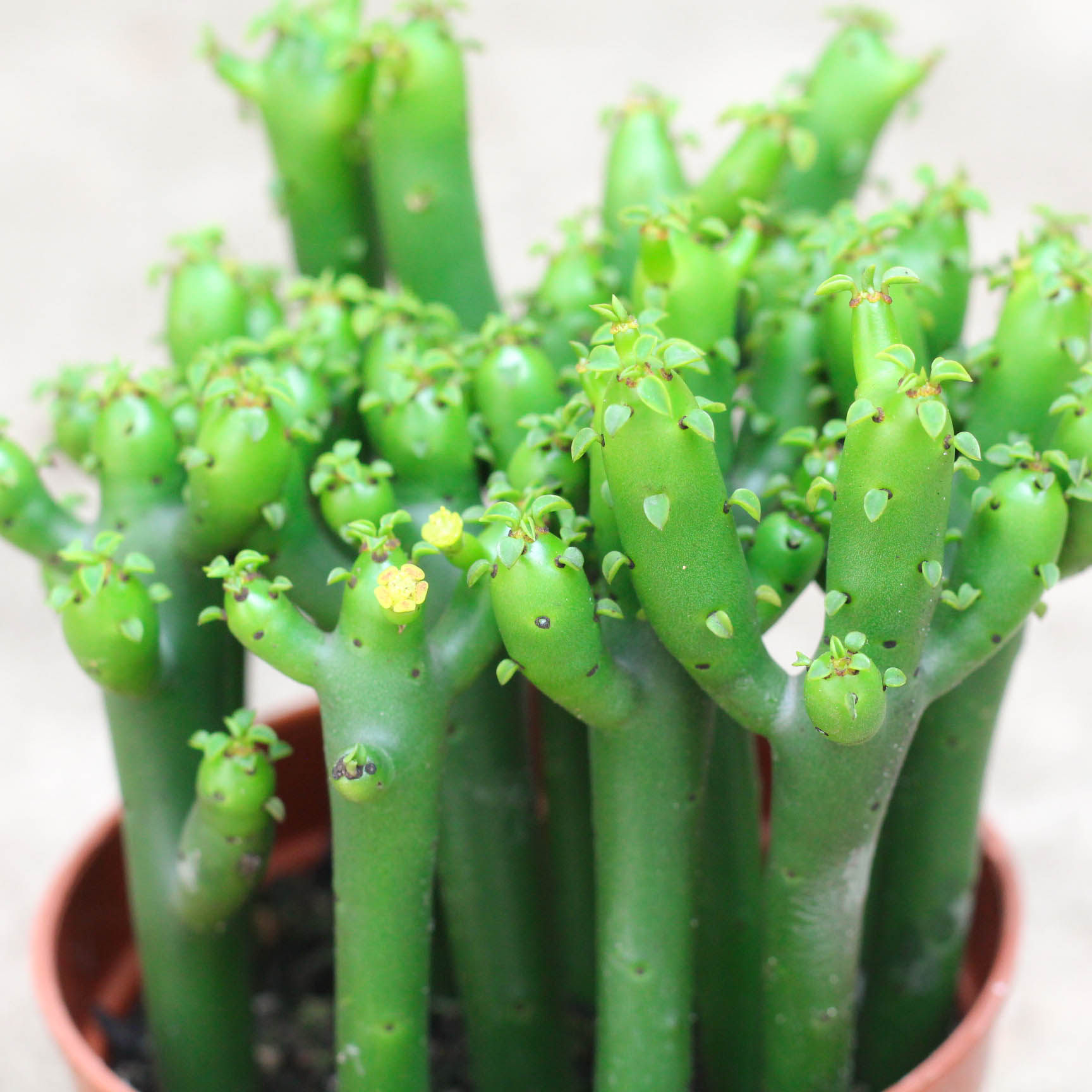 萱萱盆栽室内阳台办公招财摇钱树珊瑚多肉彭珊瑚多肉植物