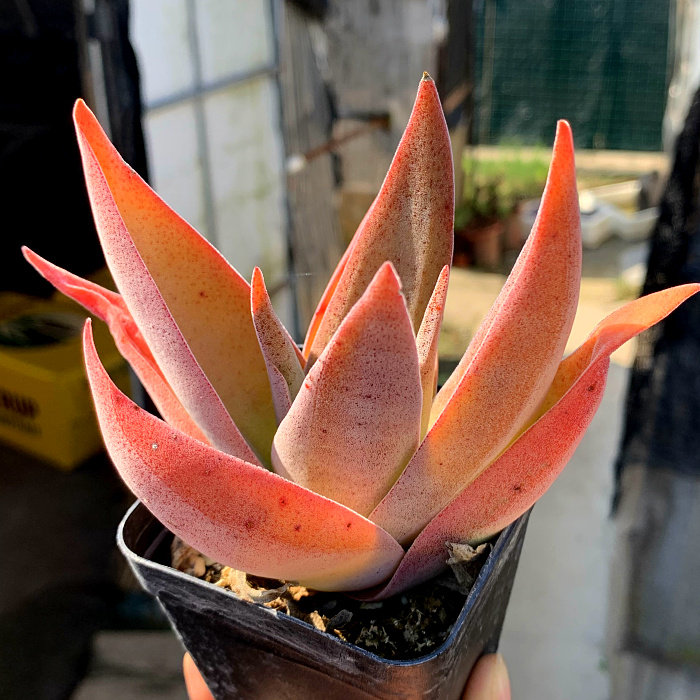 萱萱多肉植物园热卖品种阿尔巴神刀办公室阳台甲醛多肉植物