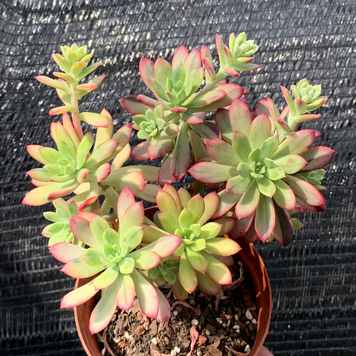 萱萱多肉植物园新品小叮当铃铛锦阳阳台绿植花卉多肉