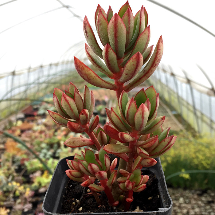 萱萱多肉植物园新品热卖丹格朗斯群生状态好花多肉植物