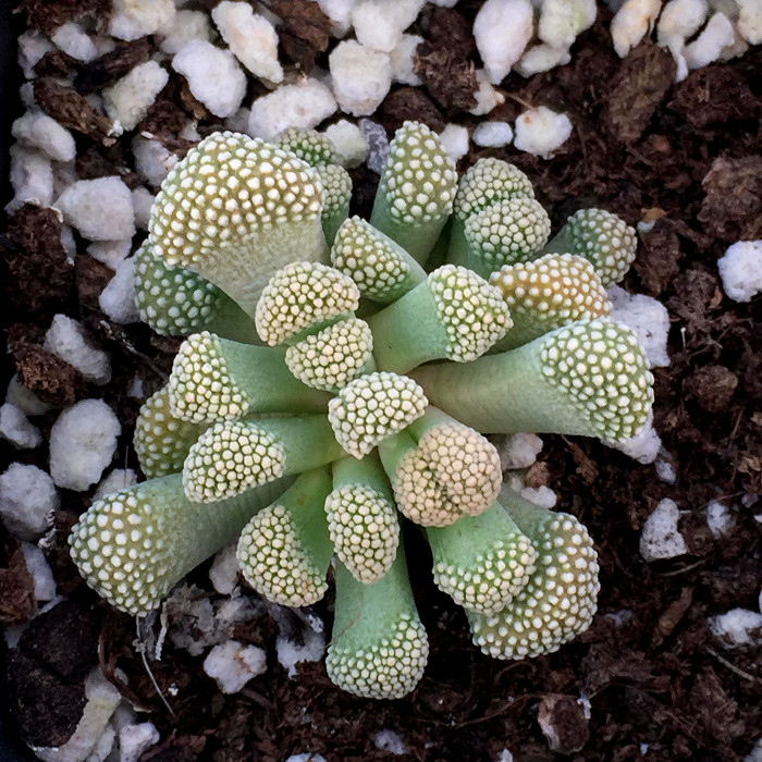 萱萱多肉植物园热卖稀有品种天女一物一拍办公室多肉植物