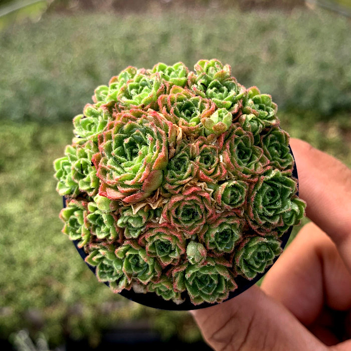 萱萱多肉植物园新品瓦莲红颜办公室阳台绿植甲醛多肉植物