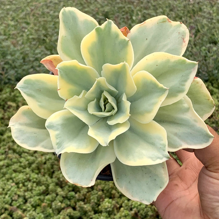 萱萱多肉植物园月亮河一物一拍办公室花卉甲醛防辐射多肉植物