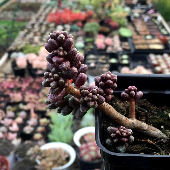 萱萱多肉植物园毛豆小老桩阳台绿植花卉甲醛防辐射多肉植物