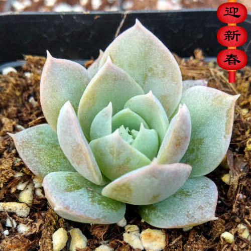 多肉进口萱萱木樨甜心绿植花卉甲醛防辐射盆栽多肉植物