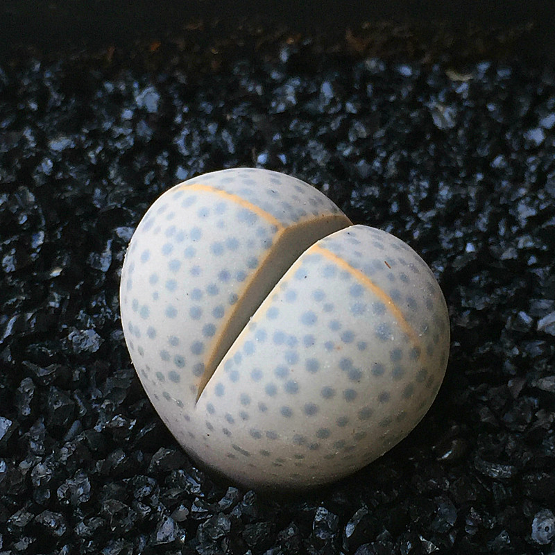 萱萱多肉植物园新品热卖金边幻玉一物一拍3年多肉植物