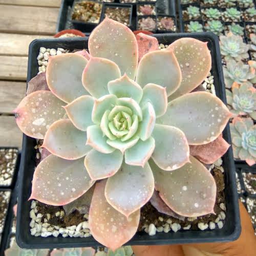精品多肉植物多明戈绿植花卉甲醛防辐射盆栽稀有多肉植物